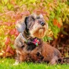 Brown Mini Schnauzer Paint By Numbers