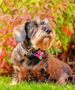 Brown Mini Schnauzer Paint By Numbers