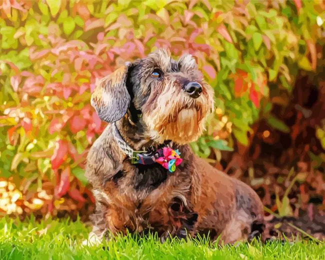 brown mini schnauzer paint by numbers Brown Mini Schnauzer Paint By Numbers