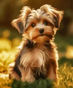 Brown Morkie Dog Paint By Numbers