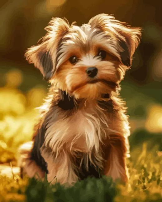 brown morkie dog paint by numbers Brown Morkie Dog Paint By Numbers