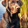 English Labrador Paint By Numbers