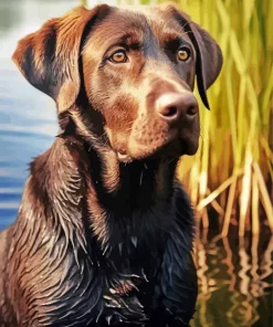 English Labrador Paint By Numbers