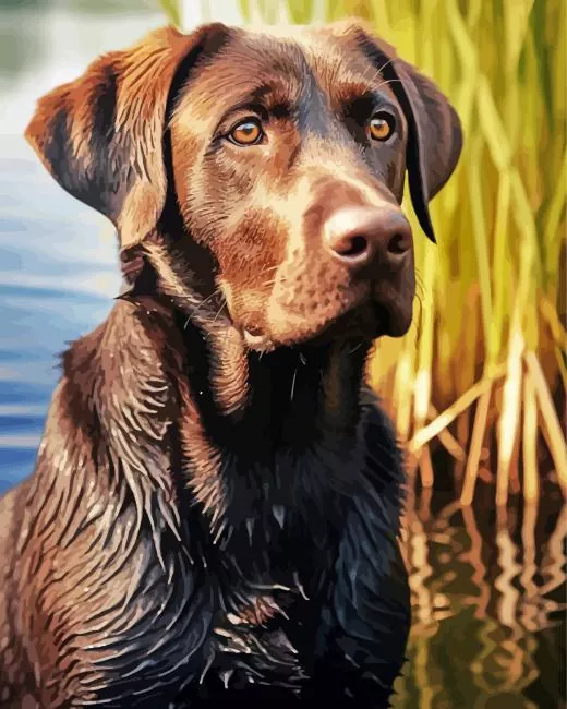 english labrador brown animal paint by numbers English Labrador Paint By Numbers