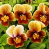 Brown Flowers Paint By Numbers