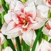 Elvas Amaryllis Paint By Numbers