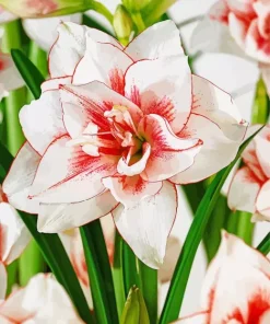 Elvas Amaryllis Paint By Numbers