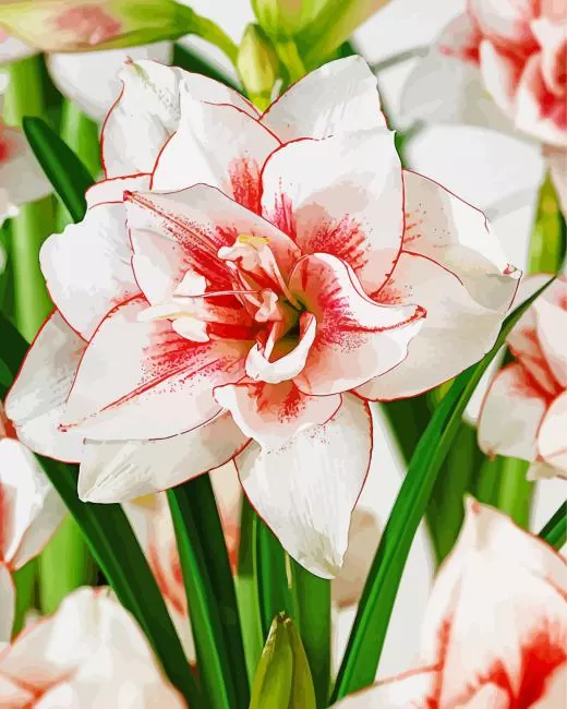 aesthetic elvas amaryllis art paint by numbers Elvas Amaryllis Paint By Numbers