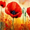 Flowers Poppy Art Paint By Numbers
