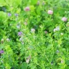 Alfalfa Plant Paint By Numbers