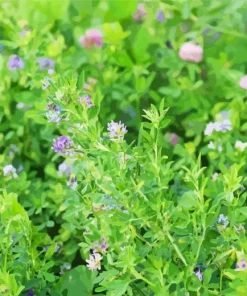 Alfalfa Plant Paint By Numbers