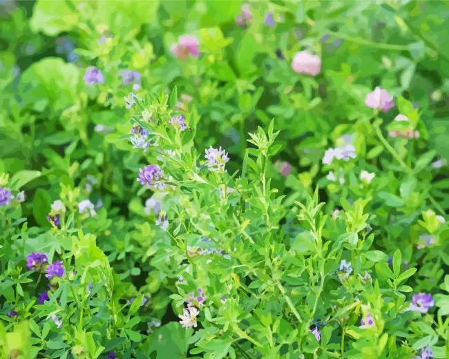 alfalfa plant paint by numbers Alfalfa Plant Paint By Numbers