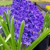 Hyacinth Flowers Paint By Numbers