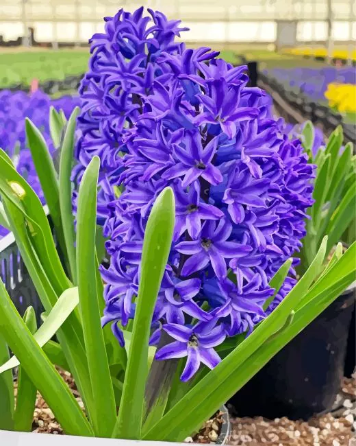 blue hyacinth flowers paint by numbers Hyacinth Flowers Paint By Numbers
