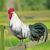 Braekel Chicken Paint By Numbers