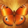 Brown Butterfly Paint By Numbers