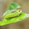Caterpillar Insect Paint By Numbers