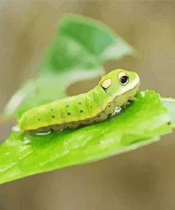 Caterpillar Insect Paint By Numbers