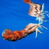 Colossal Squid Paint By Numbers