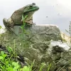 Frog On A Rock Paint By Numbers