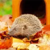 Hedgehog With Leaves Paint By Numbers